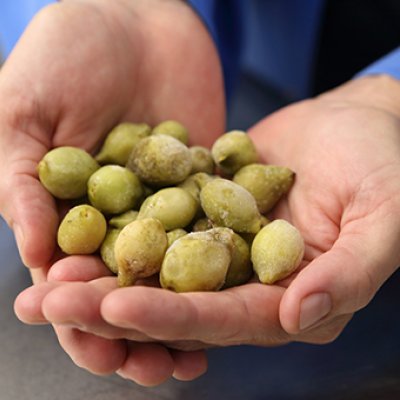 Kakadu plums